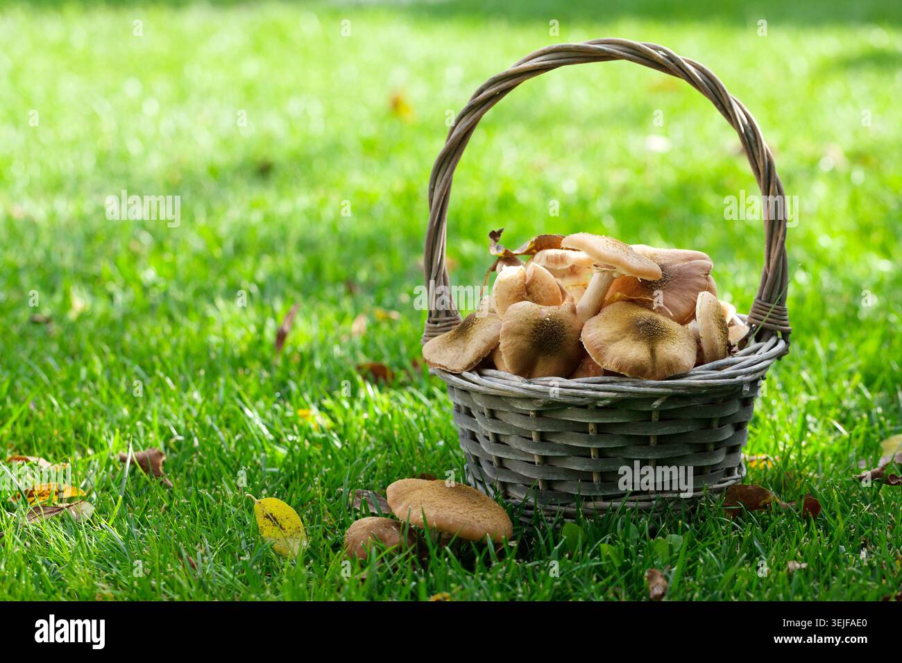 Autunno di funghi Foto Stock