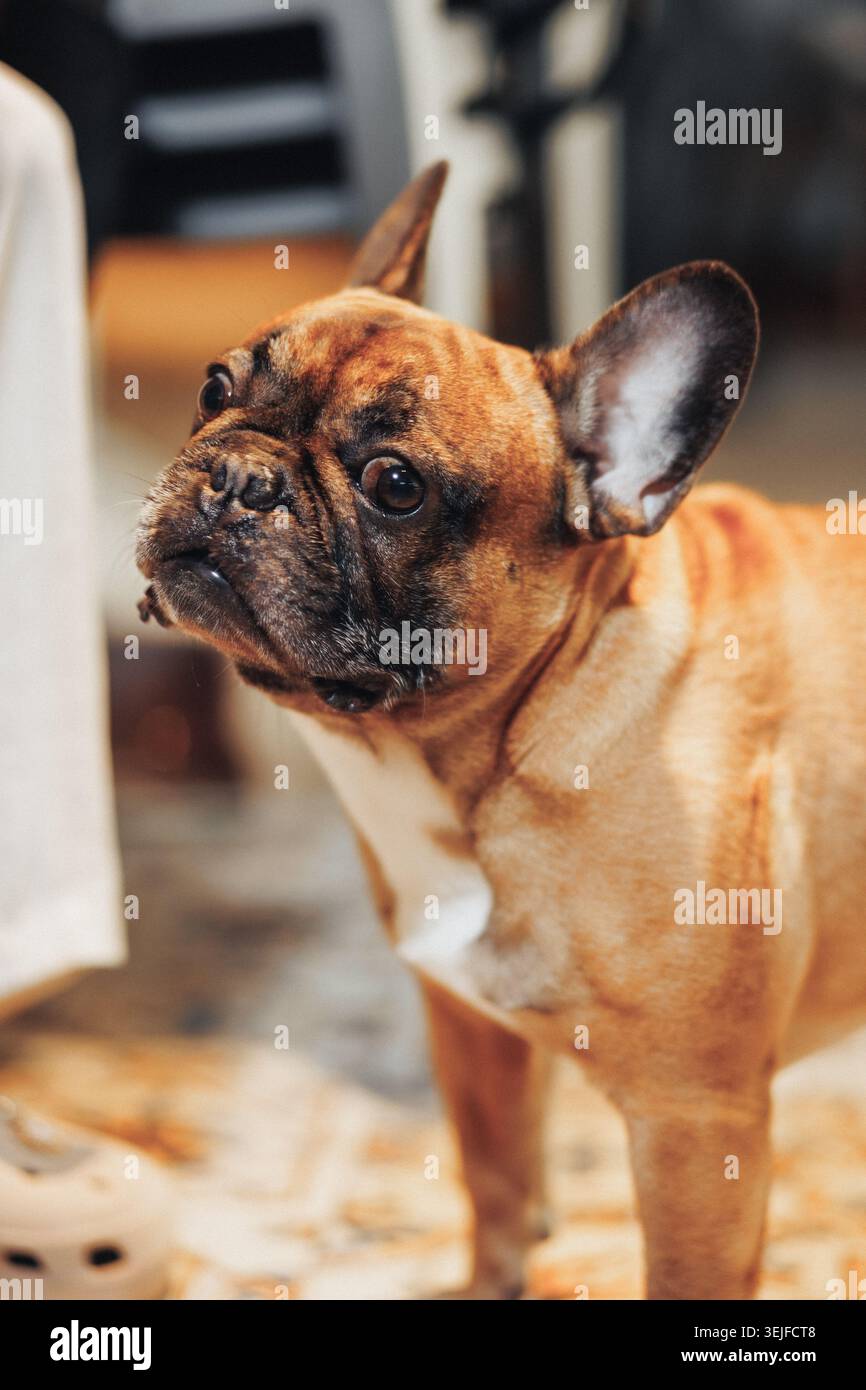 Bulldog francese di colore chiaro con orecchie grandi e faccia rugosa Foto Stock