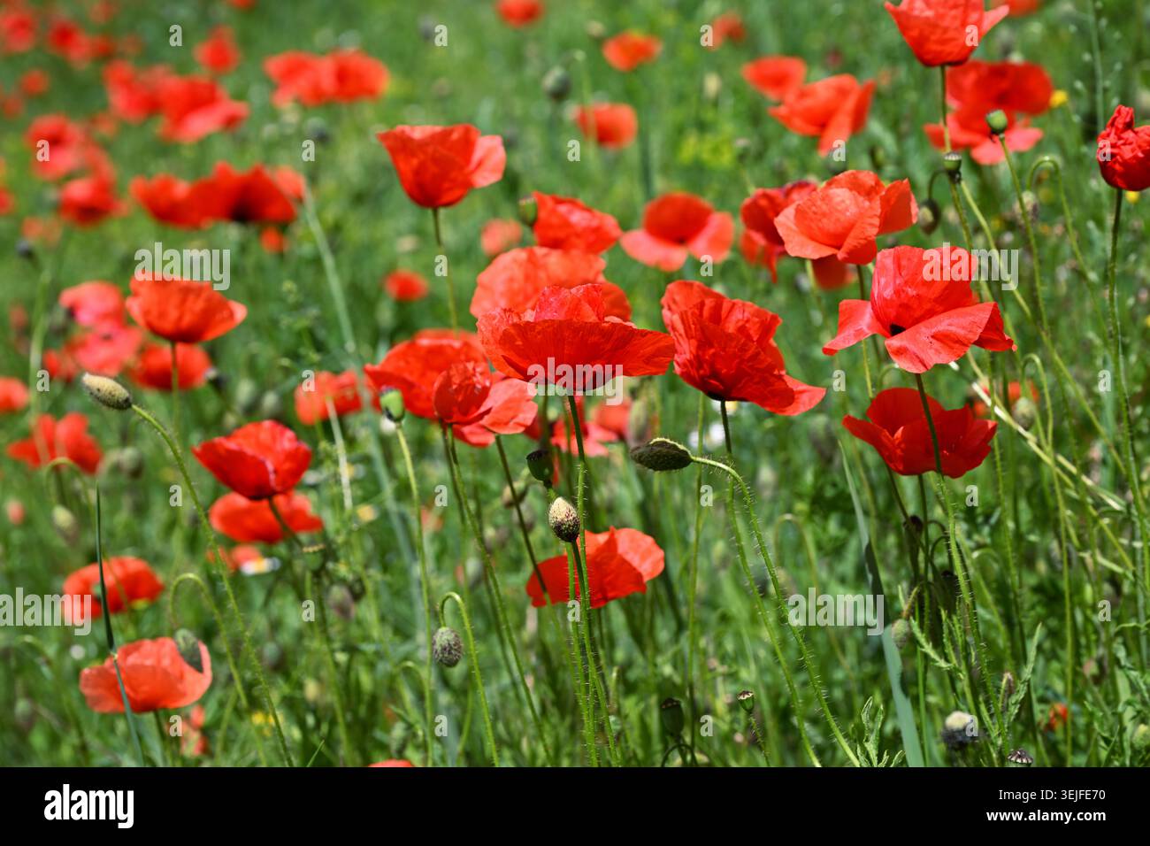 Prato di fiori selvatici di roeas papavero con fiori di papavero rosso, campo di papavero comune in estate Foto Stock