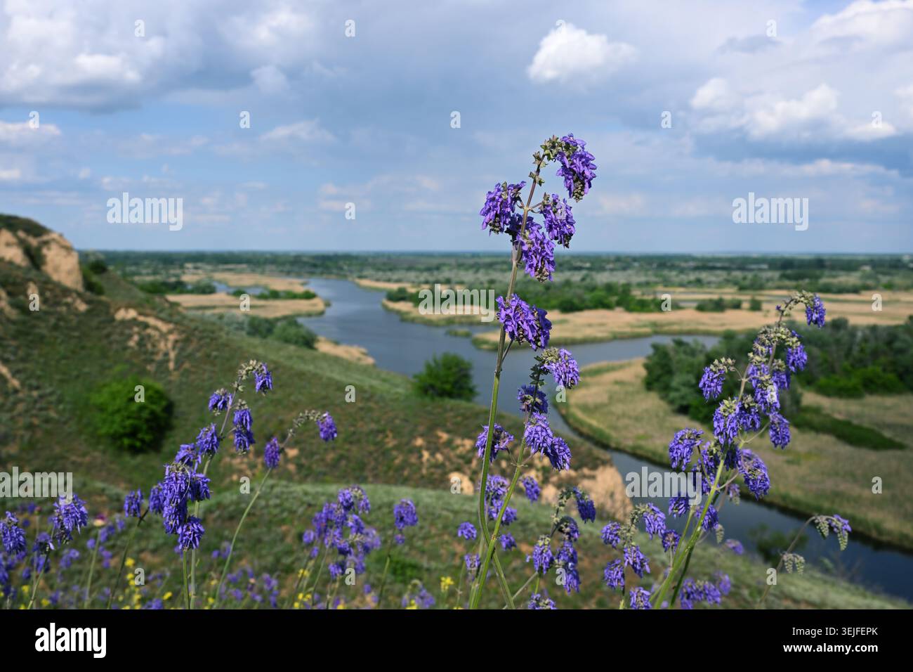 Salvia nutani che fioriscono nel Parco paesaggistico regionale di Nyzhnovorsklyanskyi, annuendo salvia sopra la valle del fiume Vorskla, Ucraina Foto Stock