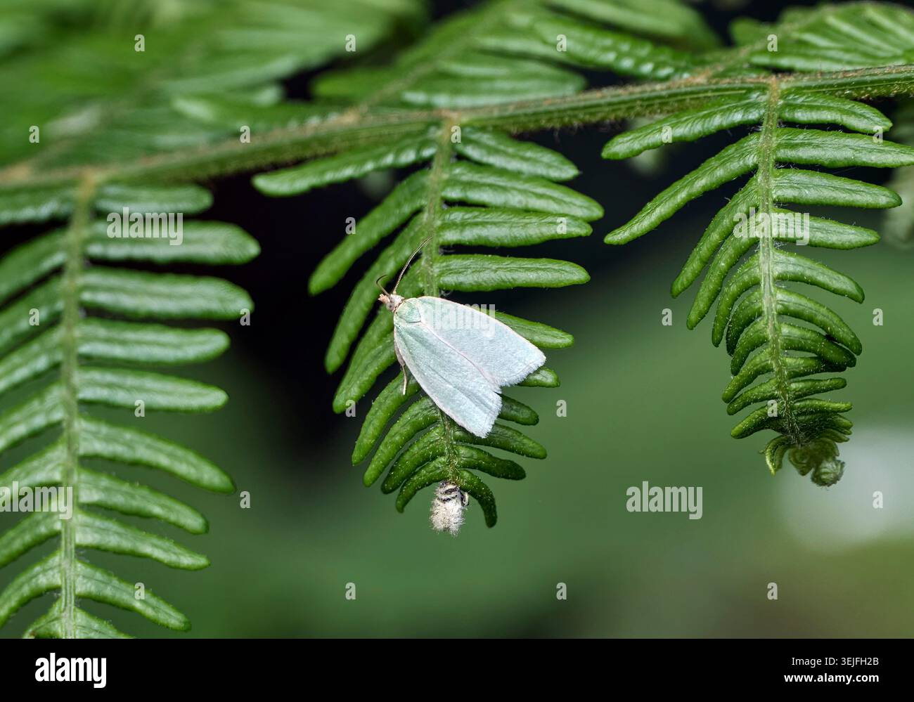 Falena Tortrix in quercia verde arroccata sul bracken. Harewood Forest, Andover, Hampshire. Foto Stock