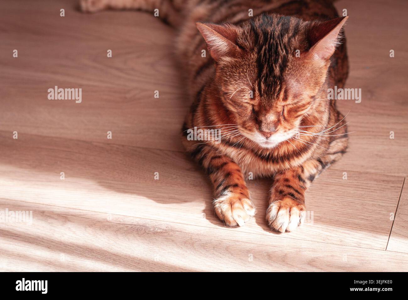 Gatto del Bengala che si rilassa in una stanza illuminata dal sole, evidenziando motivi di pelliccia unici e comportamenti giocosi sul pavimento in legno Foto Stock
