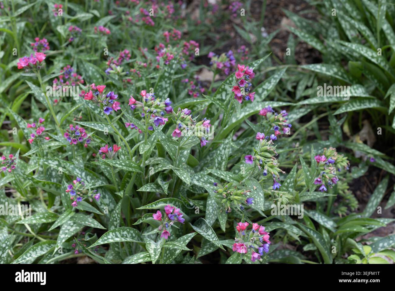 Pulmonaria "Raspberry Splash" pianta di mosto di luna in un giardino. Foto Stock