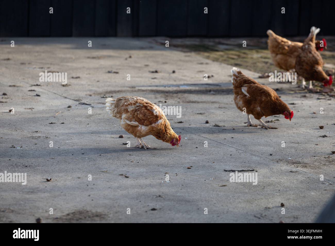 Le galline brune all'aperto fanno la loro comparsa su una superficie di cemento di un cortile illuminato dal sole, illustrando il pollame da cortile, la vita rurale e il comportamento naturale nell'alimentazione Foto Stock