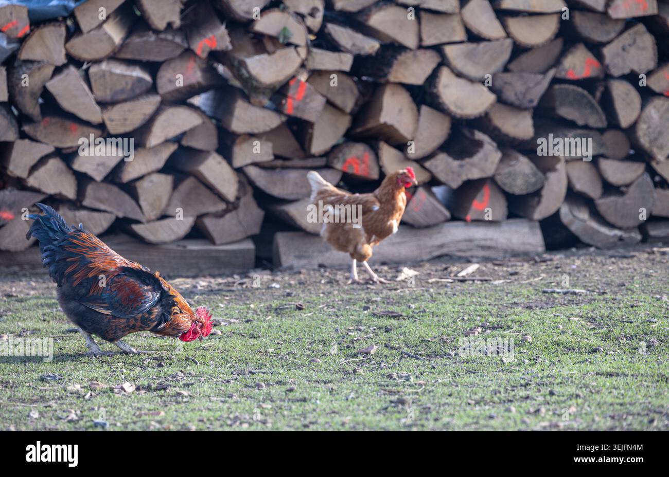Un gallo colorato e una gallina bruna e foraggio su un terreno erboso di fronte a una grande pila di legna da ardere, evocando la vita rustica di campagna, fa su piccola scala Foto Stock