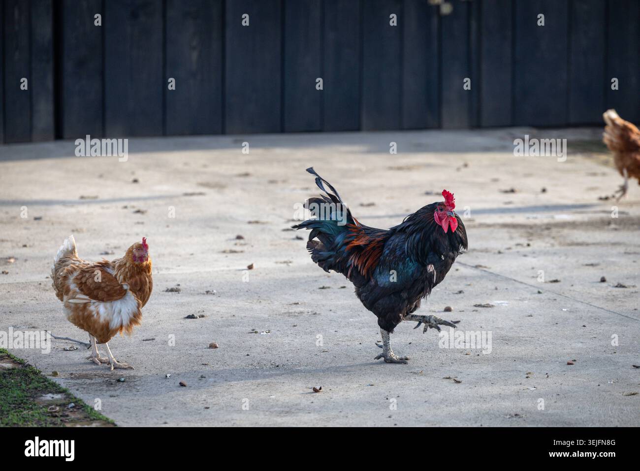 Un gallo nero e una gallina di buff si trovano sul bordo di cemento e erba fresca in un cortile rurale, evocando la vita quotidiana delle fattorie, il comportamento degli animali e la quie Foto Stock