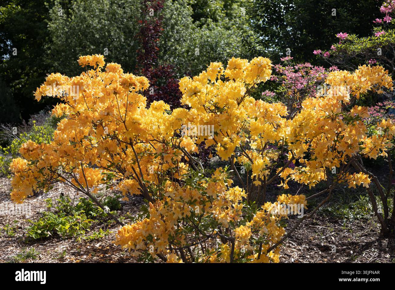 Cespuglio di azalea "Golden Lights" di Rhododendron. Foto Stock