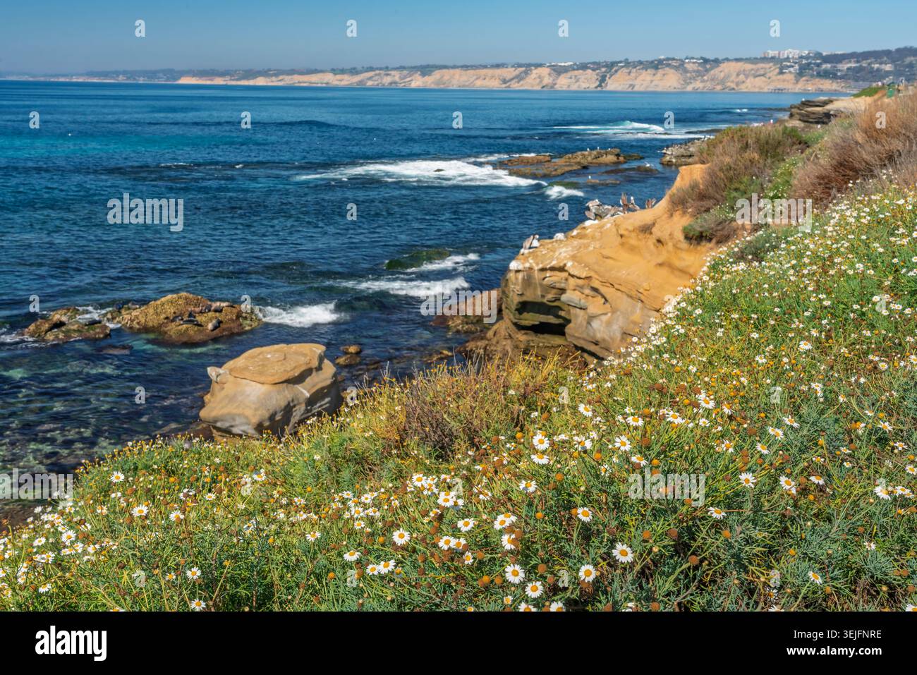 Uccelli sulle scogliere costiere di la Jolla, California, Stati Uniti. Foto Stock