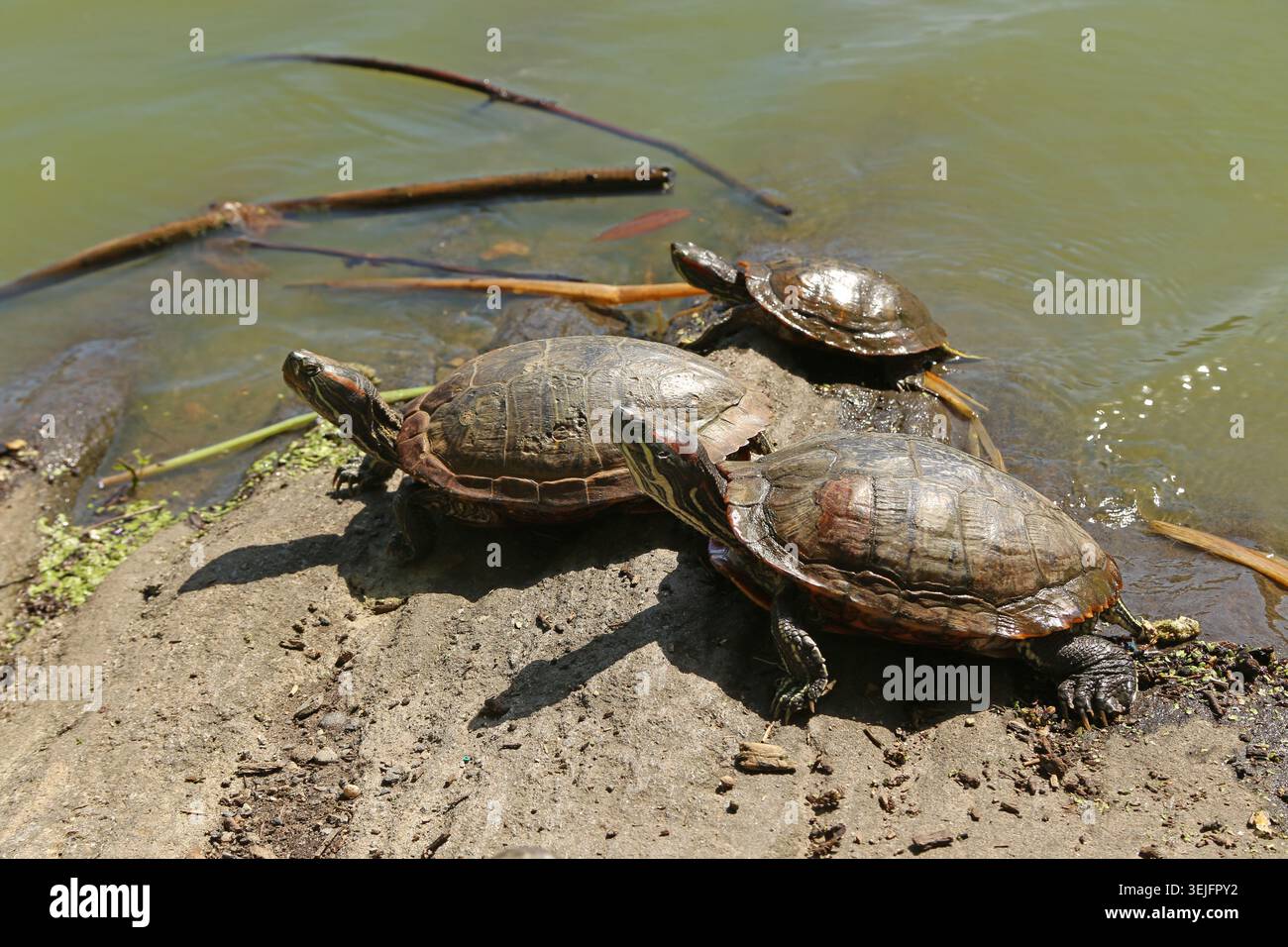 Scivolo per laghetti che si crogiolano sul lato dell'acqua Foto Stock