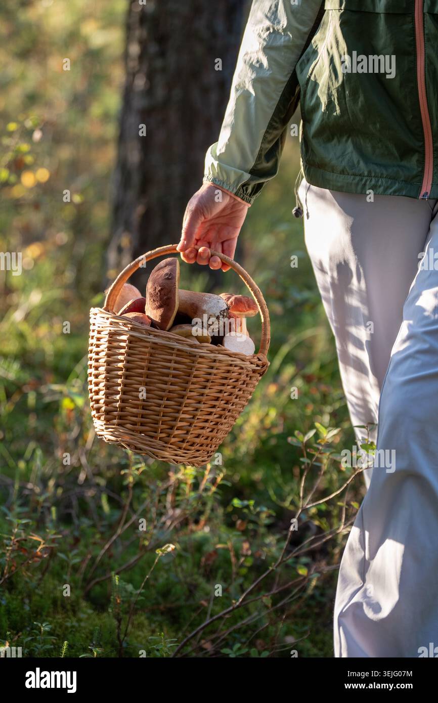 Cestino con funghi porcini Boletus bianchi. Donna foraggiera che trasporta il raccolto fresco dai boschi Foto Stock
