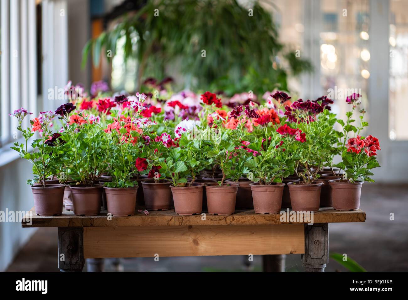 Fiori di geranio colorati in vasi in vendita sul tavolo dell'accogliente negozio di giardinaggio, piante per la casa. Foto Stock