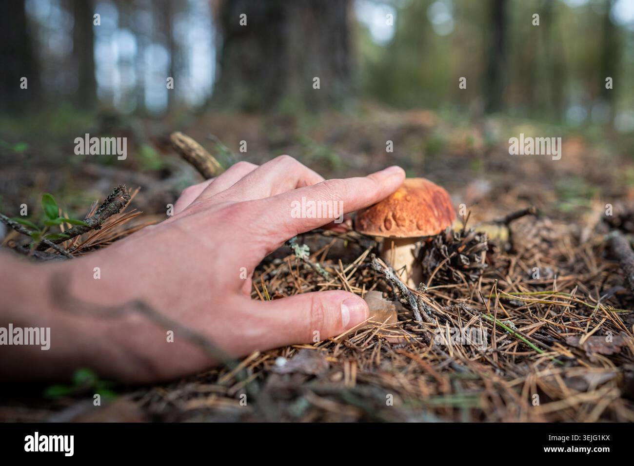 L'escursionista ha trovato il bolo che cresceva sul terreno nella foresta autunnale, toccando la cuffia di fungo marrone con il dito. Foto Stock