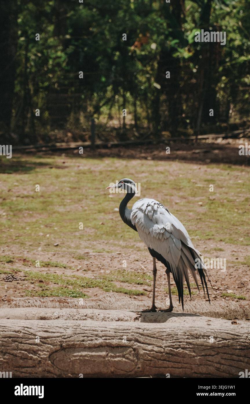 Una grande gru sorge in un parco, circondato dal verde. L'uccello ha un collo lungo, un piumaggio grigio e bianco e gambe sottili. Si trova in posizione o. Foto Stock