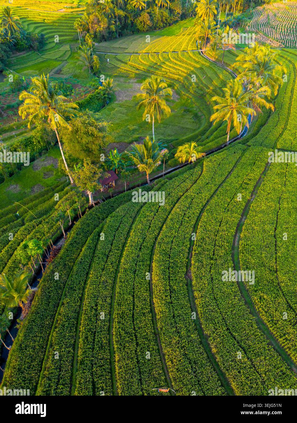 Vista aerea delle lussureggianti risaie terrazze di Kemumu con palme e un canale di irrigazione durante l'ora d'oro a arma Jaya, Bengkulu, Indonesia. Foto Stock