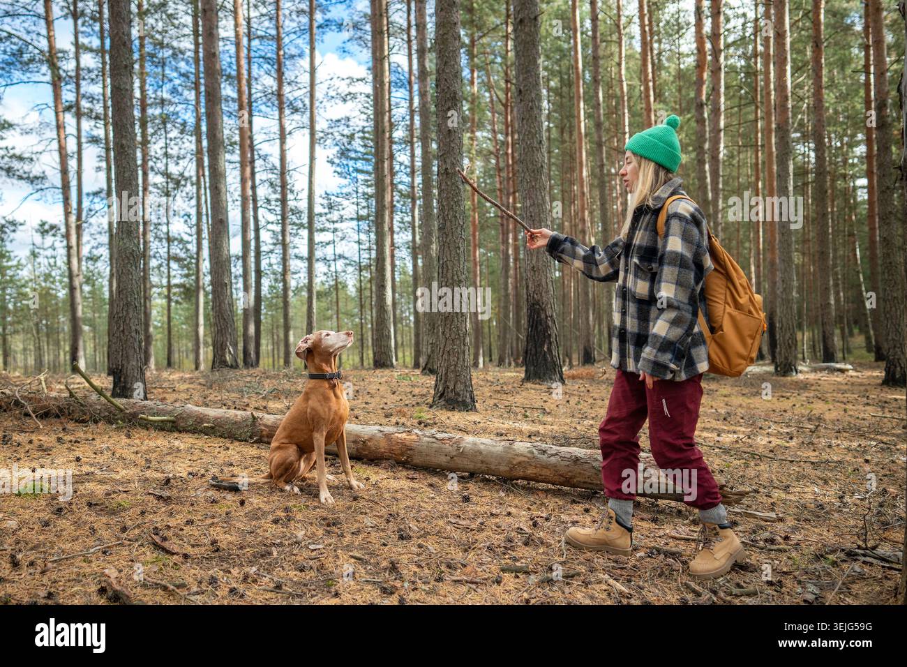 Donna che allena il cane sulla bonifica della foresta, solleva il bastone e impartisce i comandi per praticare l'obbedienza Foto Stock