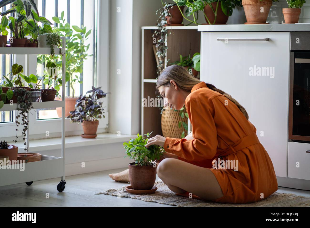 Donna che si prende cura della pianta di menta in pentola in cucina a casa. Piantare case, giardinaggio hobby. Foto Stock