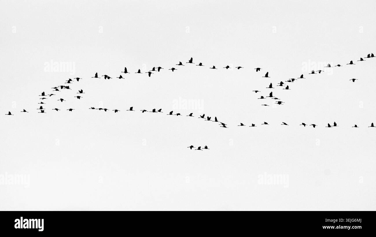 Un massiccio stormo di Gru comuni selvatiche (Grus grus) che vola in linee orizzontali distinte e formazioni a livelli attraverso un cielo autunnale blu nel Parco Nazionale Foto Stock