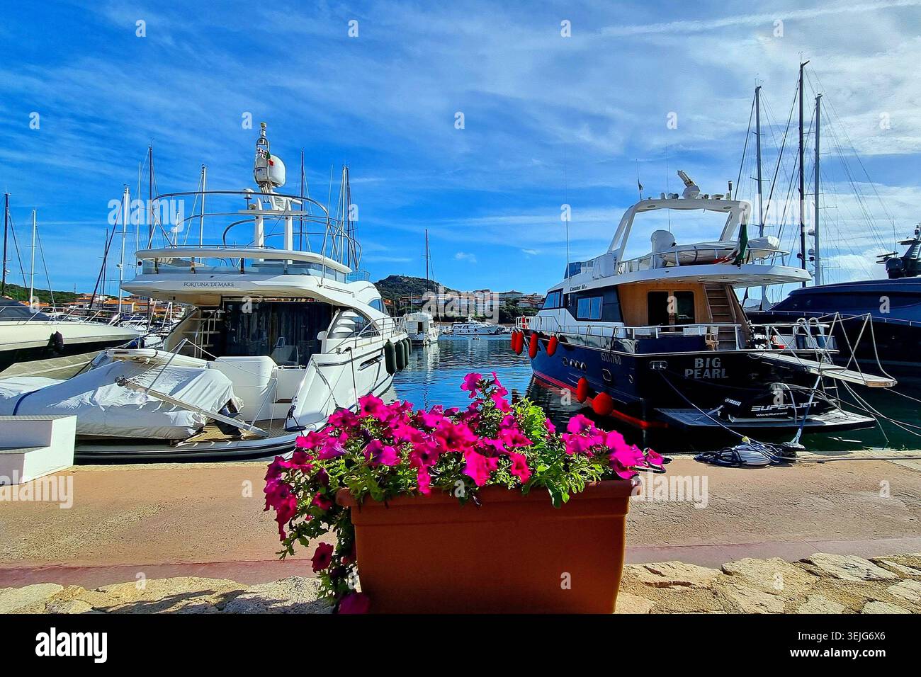 Pittoresco porto con yacht ormeggiati e piante fiorite in primo piano a Porto Rotondo, Sardegna, Italia Foto Stock