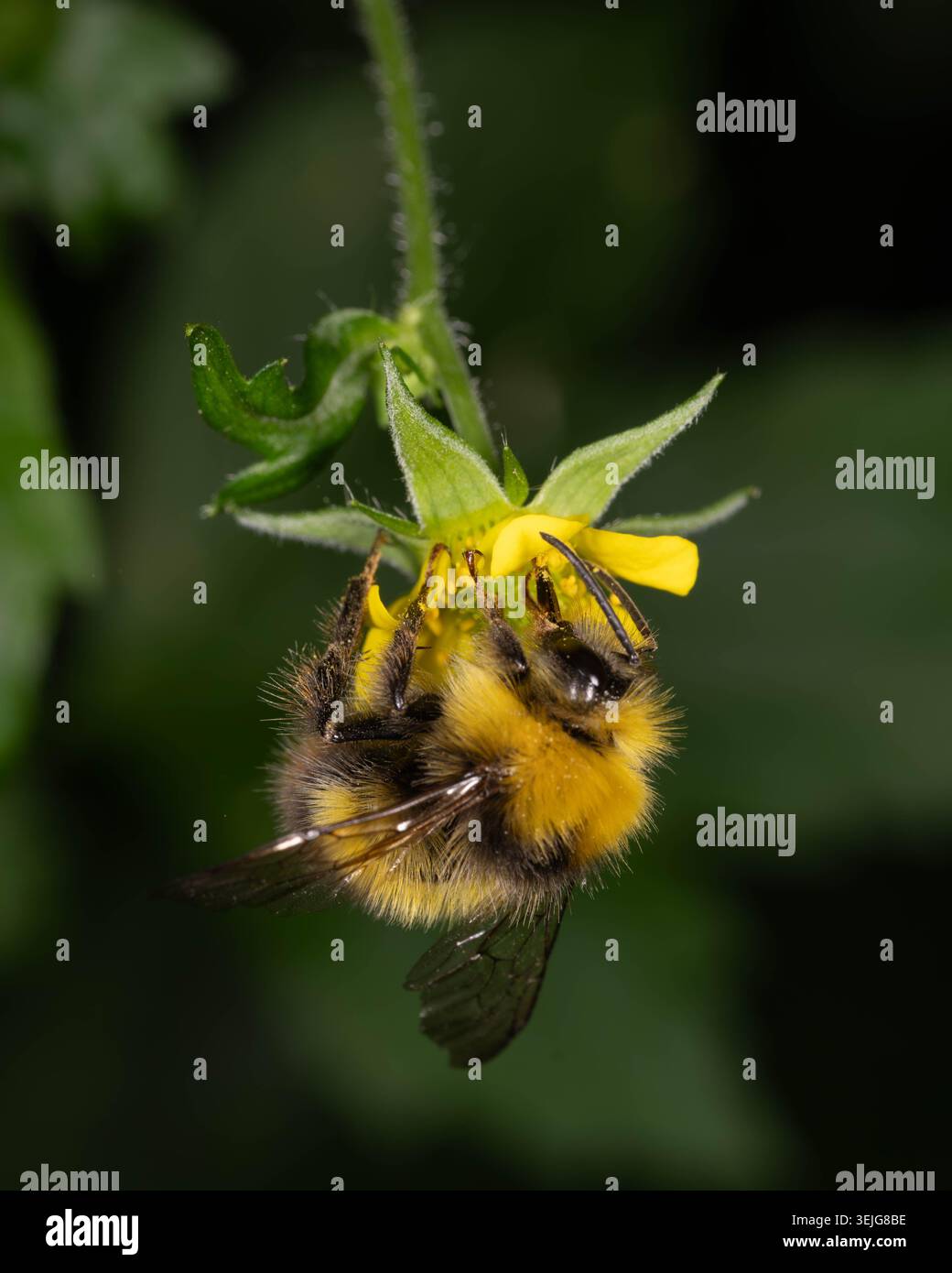 Biodiversità - Bombus pratorum - Bumlebee in mattinata appeso capovolto su un fiore giallo foto di alta qualità Foto Stock