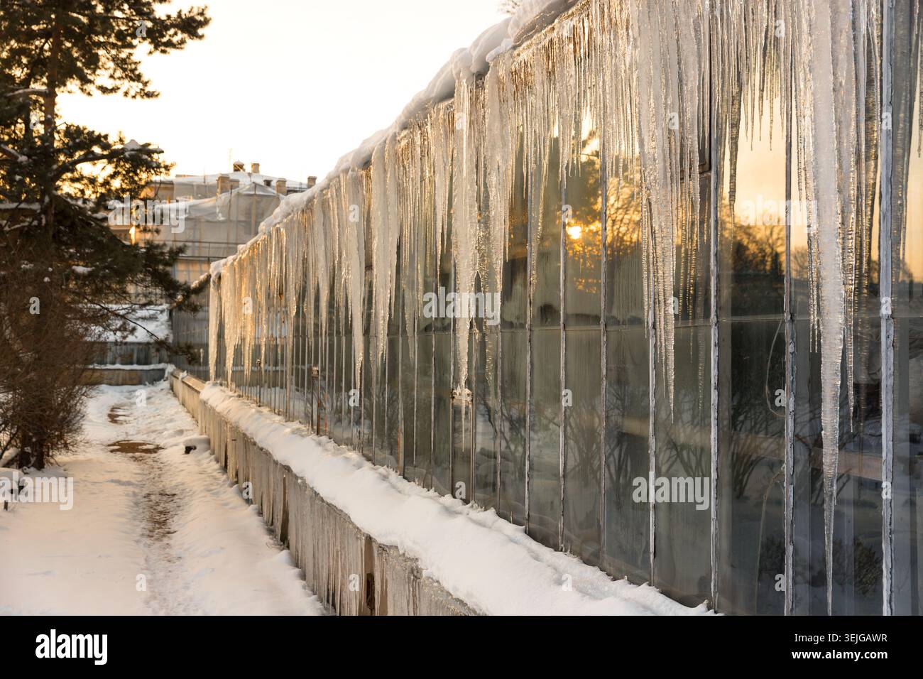 Ghiaccio appeso giù dalla serra tropicale con tetto in vetro in inverno. Foto Stock