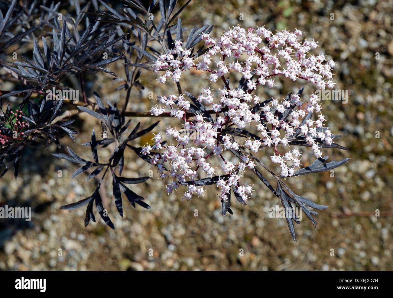 pianta fiorita di sambuco / sambucus nigra Foto Stock