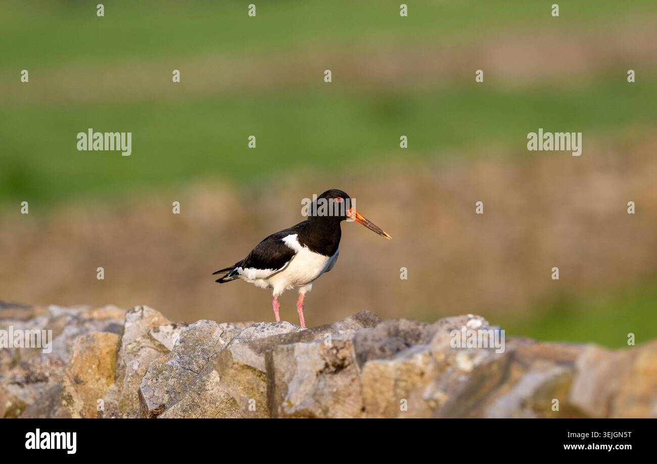 Oystercatcher, Haematopus ostralegus, in piedi su una parete di drystone all'inizio dell'estate, tenendo la guardia sulla sua covata di pulcini. North Yorkshire, Regno Unito. Foto Stock