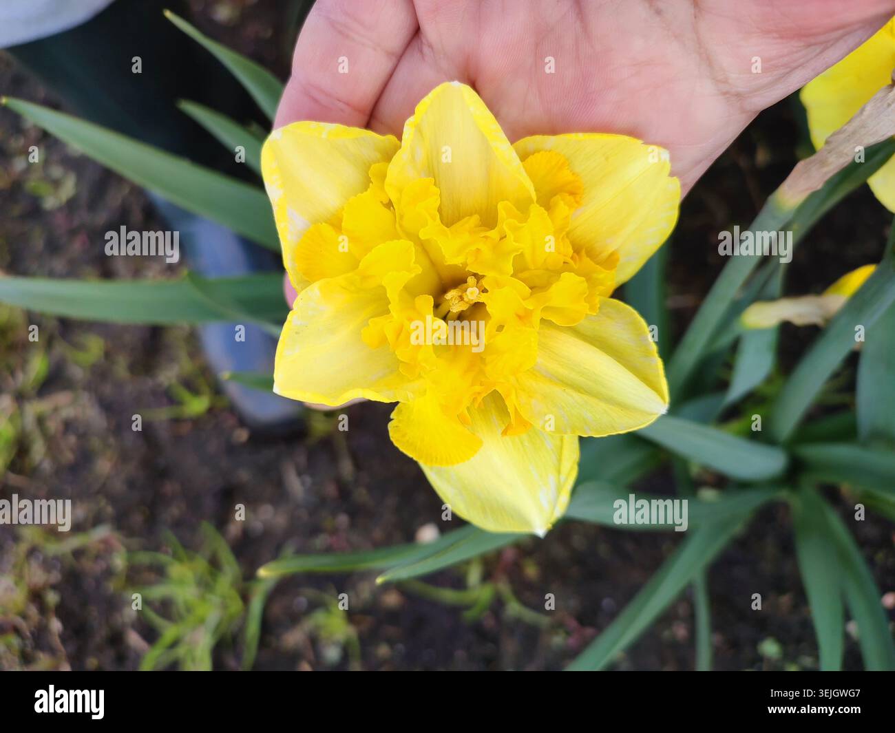 Persona che tiene un fiore di narcisi in fiore nel palmo della mano. Fiore di narcisi in fiore il giorno di primavera. Primo piano del fiore di Narciso. Fiore fiorito con petali gialli, stami, foglie verdi che crescono. Naturale Foto Stock