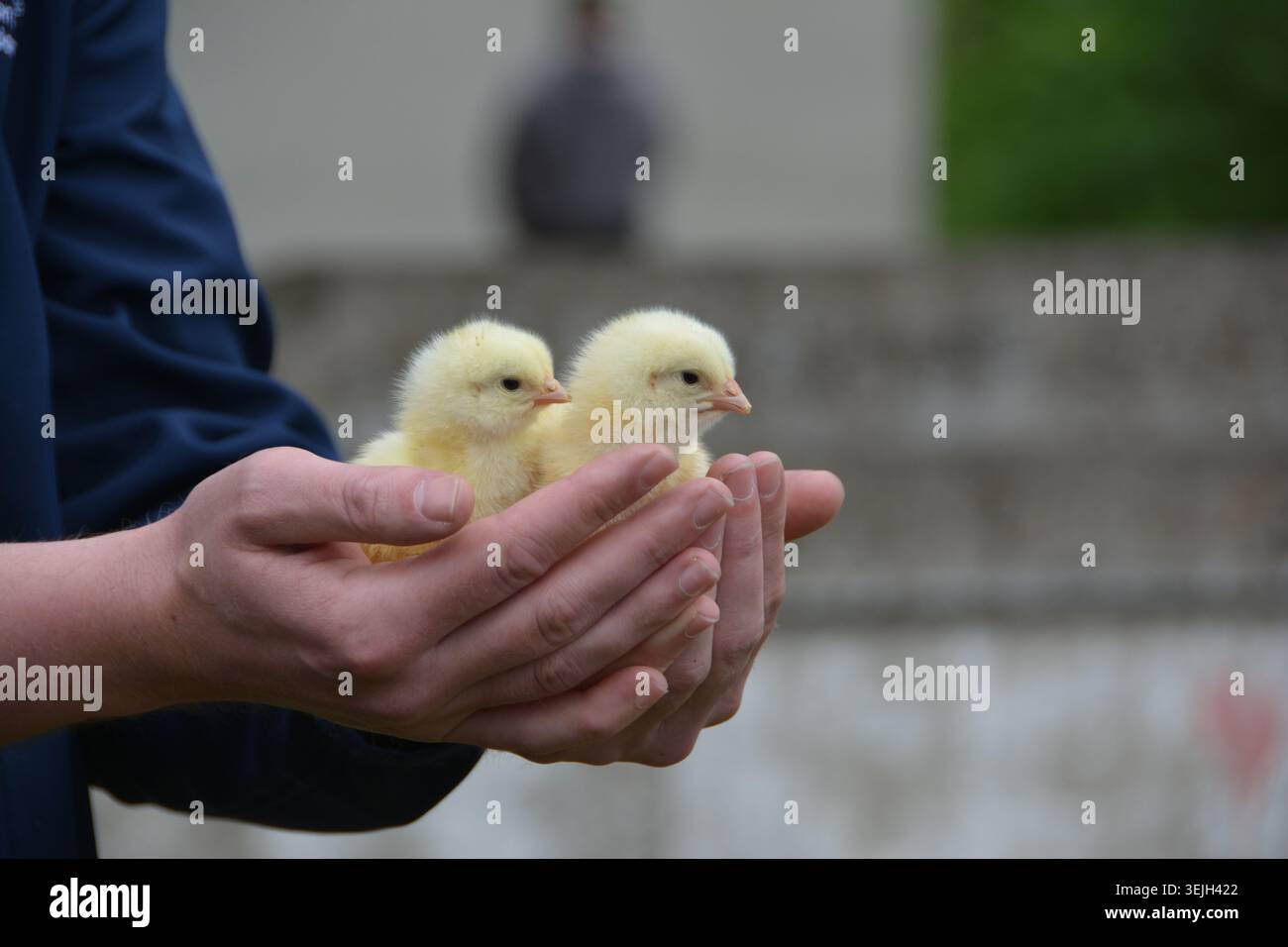 Un uomo ha in mano due pulcini di un giorno. Foto Stock