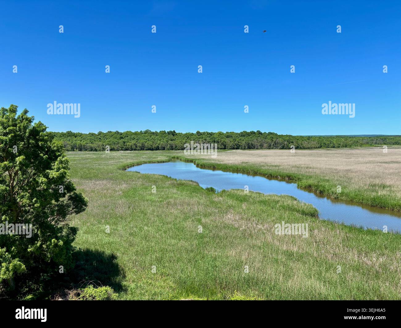Vista aerea di un fiume serpeggiante che scorre attraverso lussureggianti paludi e canne verdi, delimitata da una fitta foresta sotto un cielo azzurro - Immagine stock catturata con smartphone