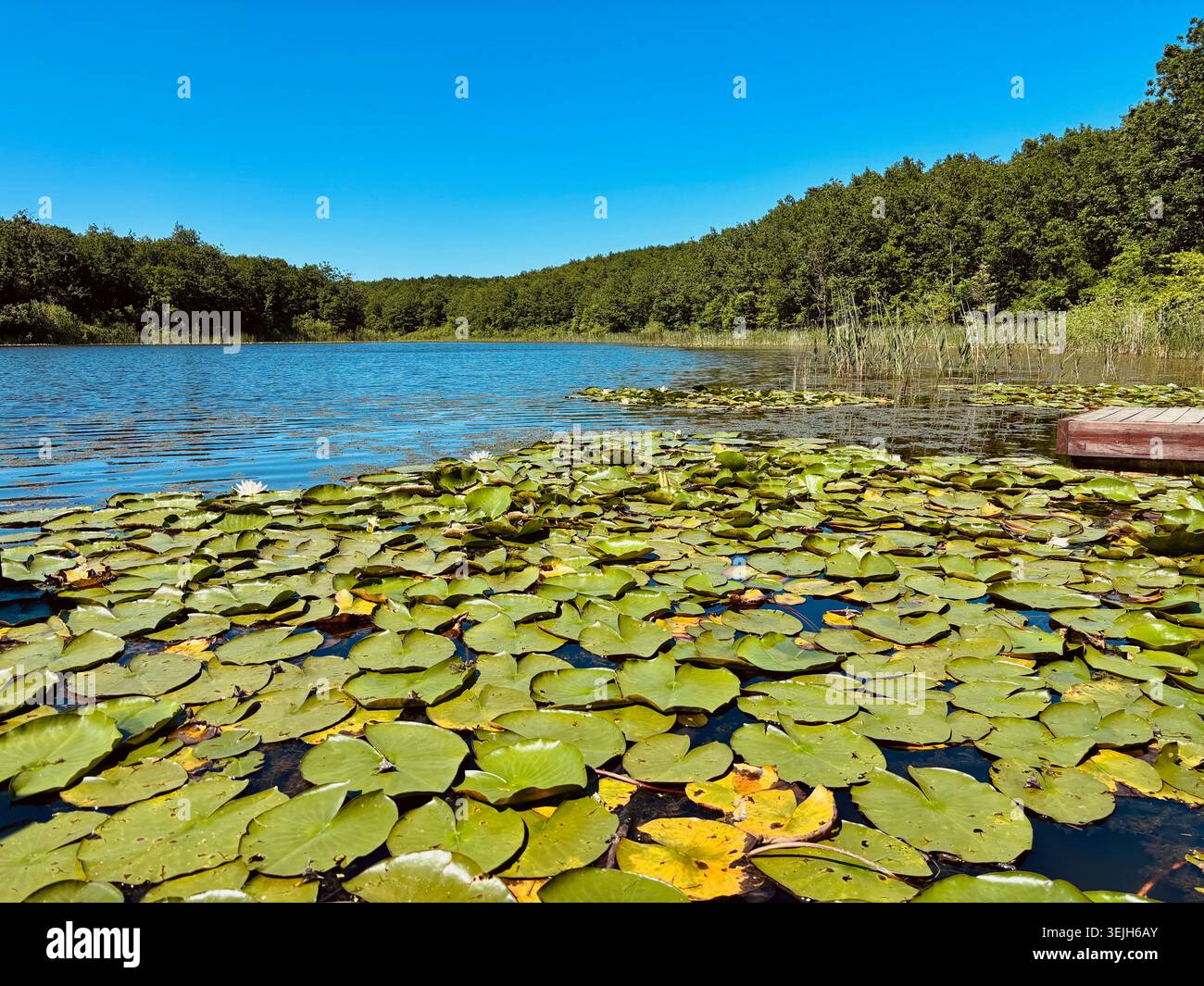 Tranquillo paesaggio lacustre in una giornata di sole con giglio verde, gigli d'acqua bianchi in fiore in primo piano e un fitto sfondo forestale. - Immagine stock catturata con smartphone