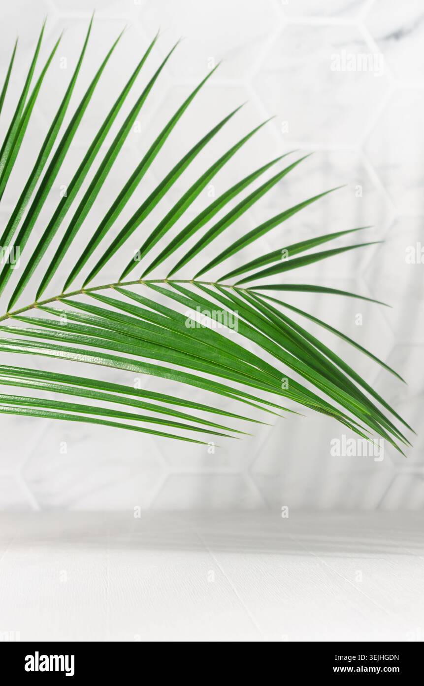 Soleggiato sfondo tropicale estivo - foglie di palme verdi come bordo alla luce del sole con ombra su pareti piastrellate di marmo bianco, tavolo in legno, co Foto Stock