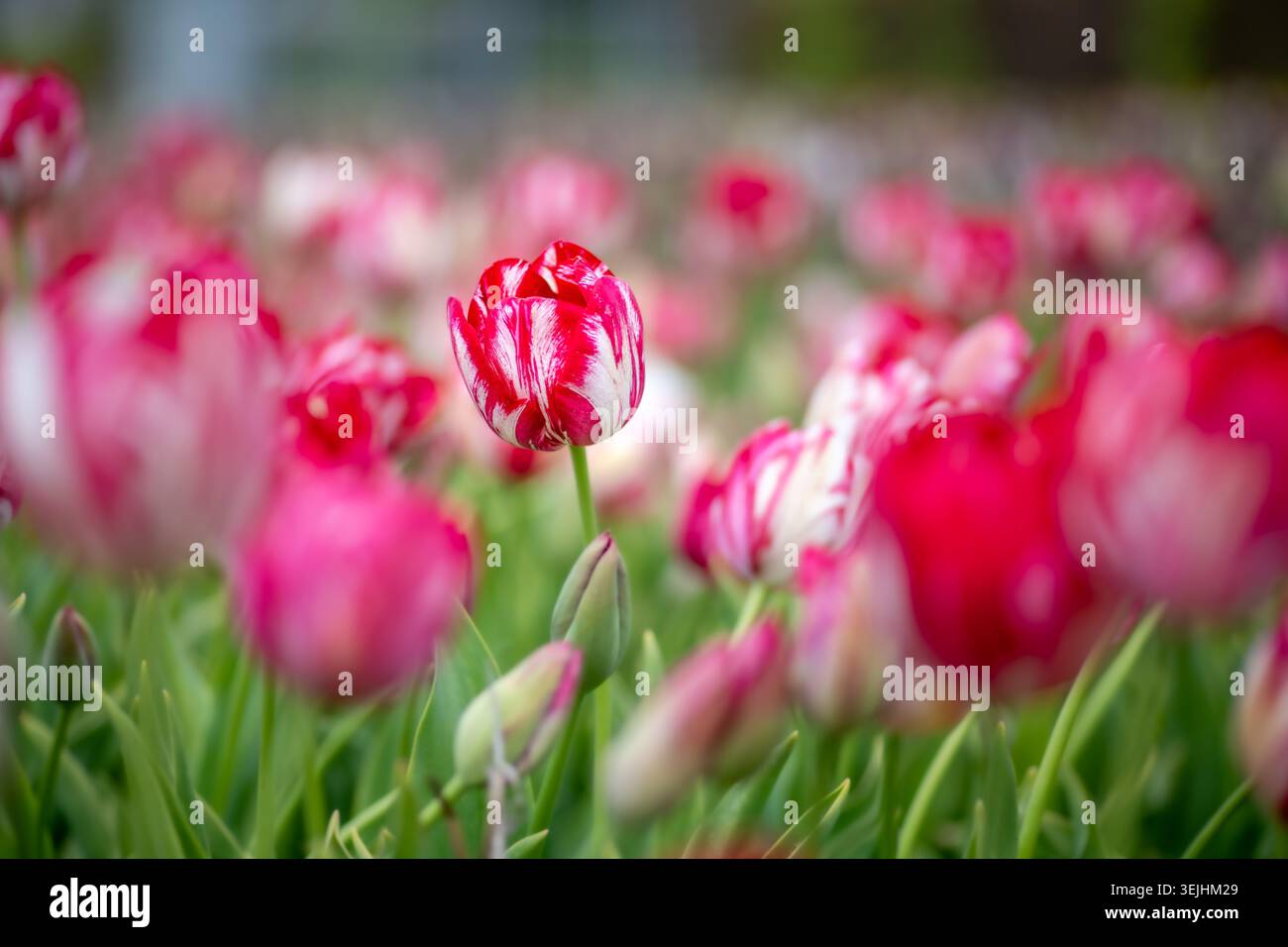 Un campo vibrante di tulipani caratterizzato da sorprendenti fiori rossi e bianchi sotto una luce naturale soffusa. Foto Stock