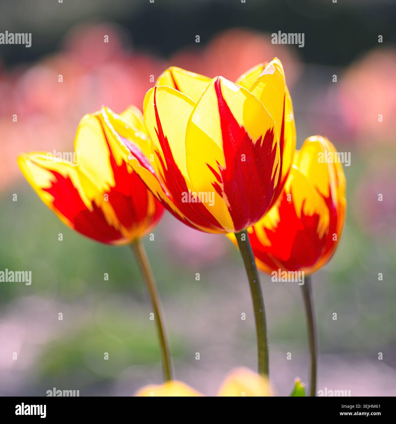 Primo piano di tulipani rossi e gialli che fioriscono in un giardino di primavera soleggiato Foto Stock