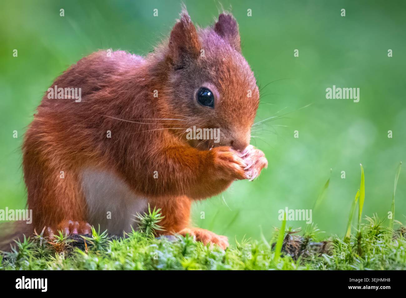 Scoiattolo che mangia una noce mentre si siede su un terreno muscoloso in una luce naturale soffusa. Foto Stock