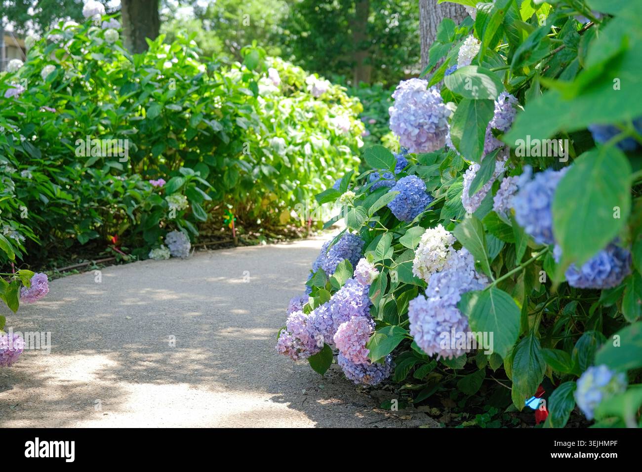 Bellissimo giardino con ortensie e sentiero in cemento a Kyoto, Giappone Foto Stock
