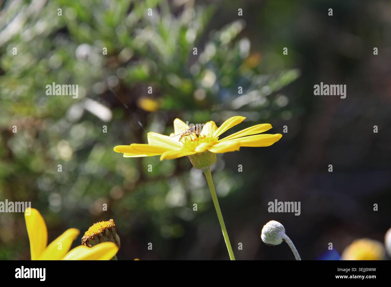 Hoverfly a banda stretta comune (Melangyna viridiceps) che si nutre di nettare di fiori di cespuglio a margherita, Australia meridionale Foto Stock