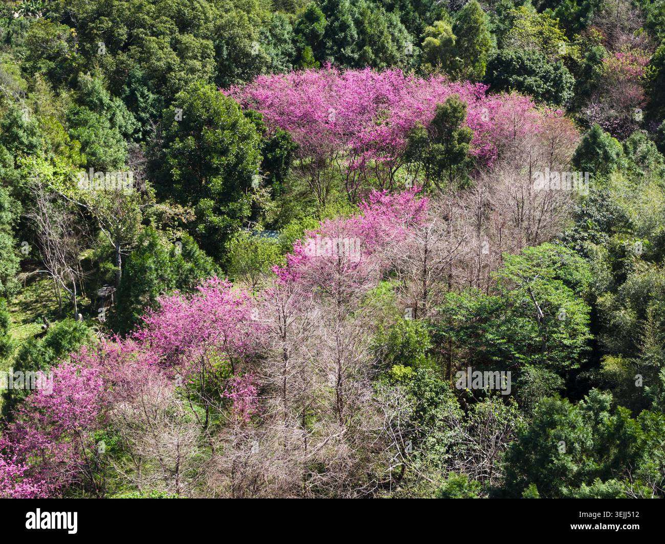 Vista aerea dei vibranti fiori di ciliegio rosa che fioriscono tra una lussureggiante foresta verde e alberi decidui sotto la luce del giorno a Taoyuan, Taiwan. Foto Stock