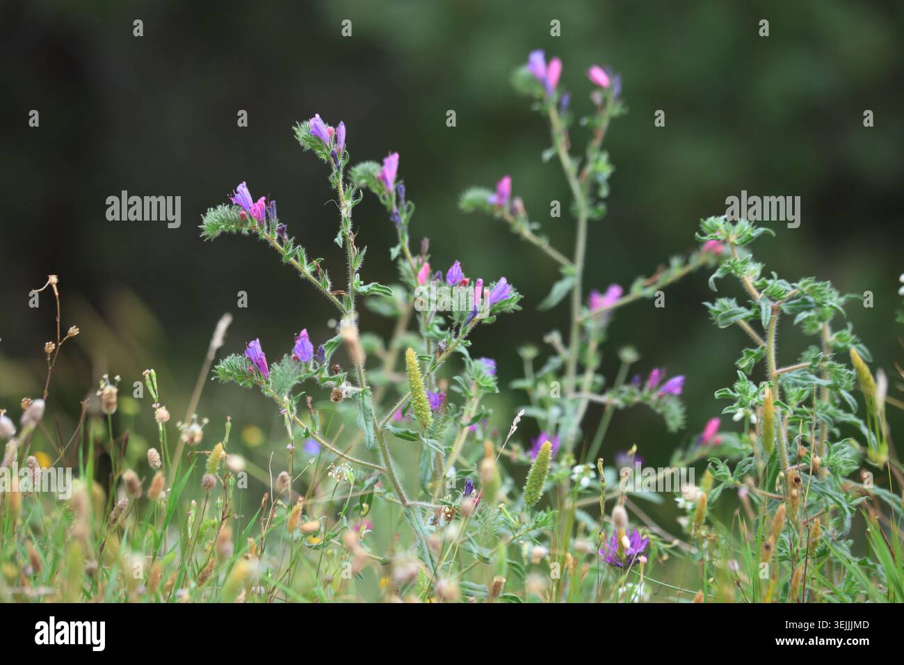 Vipers viola Bugloss Echium Plantagineum Fiori selvatici che fioriscono in un prato estivo Foto Stock