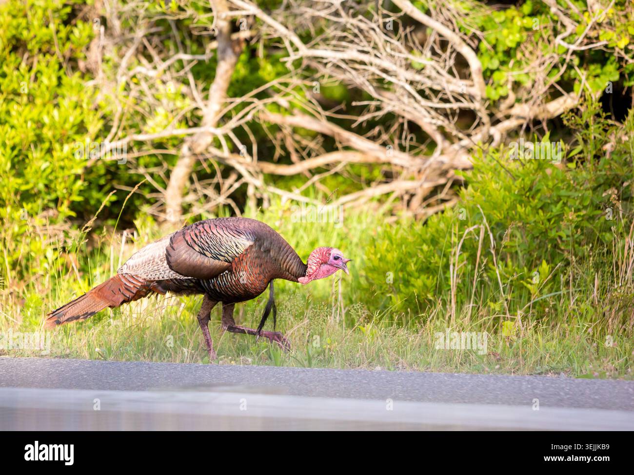 Un adulto adulto adulto adulto adulto selvaggio tacchino (Meleagris gallopavo) che si occupa di foraggio presso Assateague Island National Seashore, Maryland Foto Stock