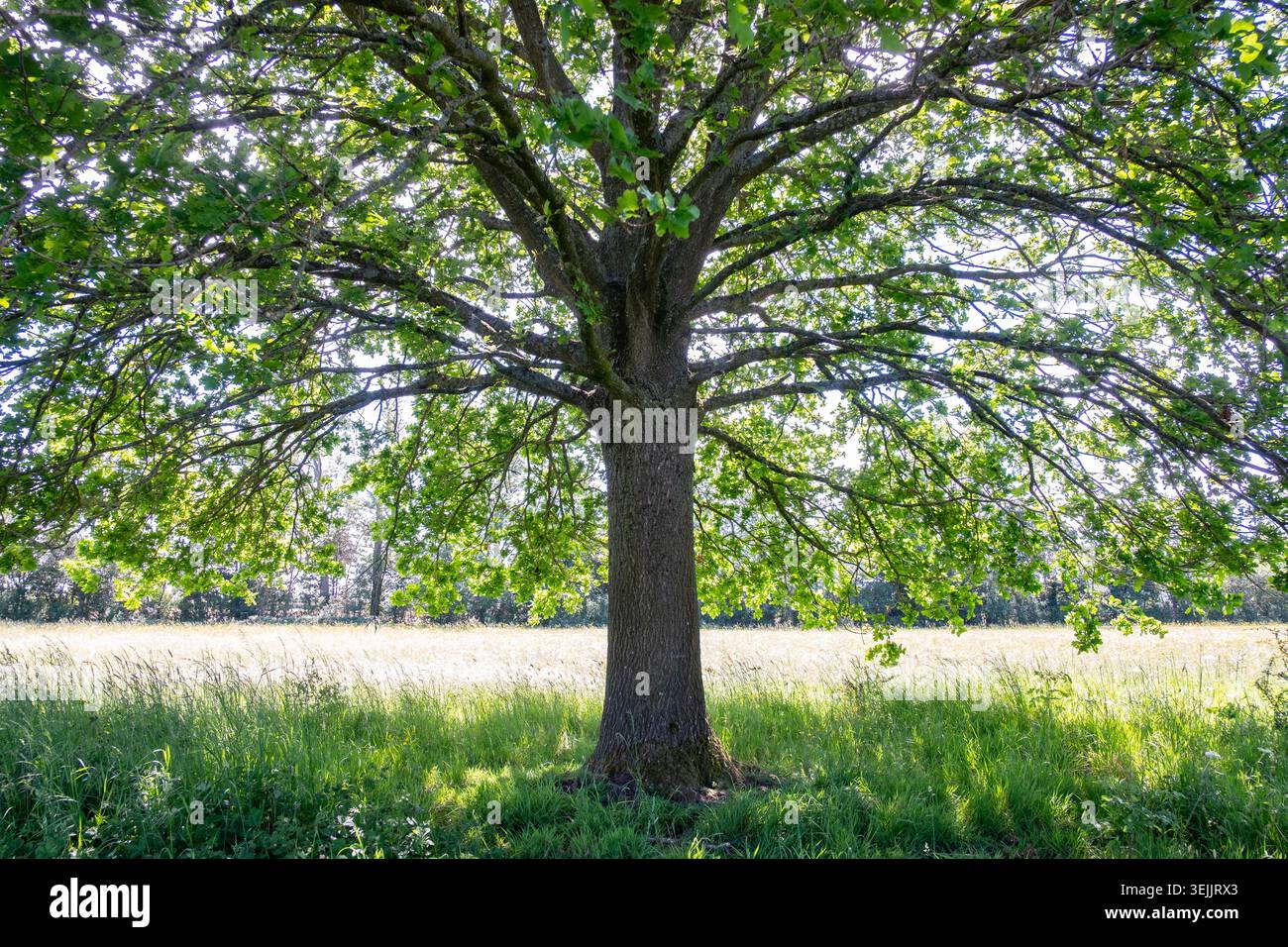 Una quercia inglese con le sue foglie che prendono vita nel sole primaverile, Worcestershire, Inghilterra. Foto Stock