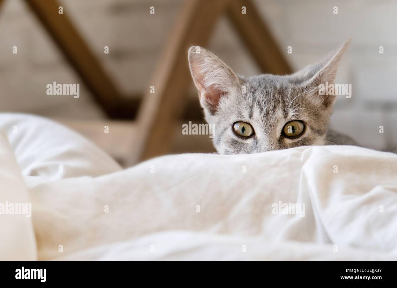 Un gattino grigio che gioca e caccia a casa Foto Stock