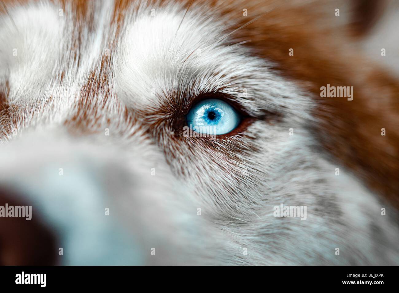 Husky siberiano con un occhio azzurro intenso che mostra una consistenza di pelliccia marrone e bianca Foto Stock