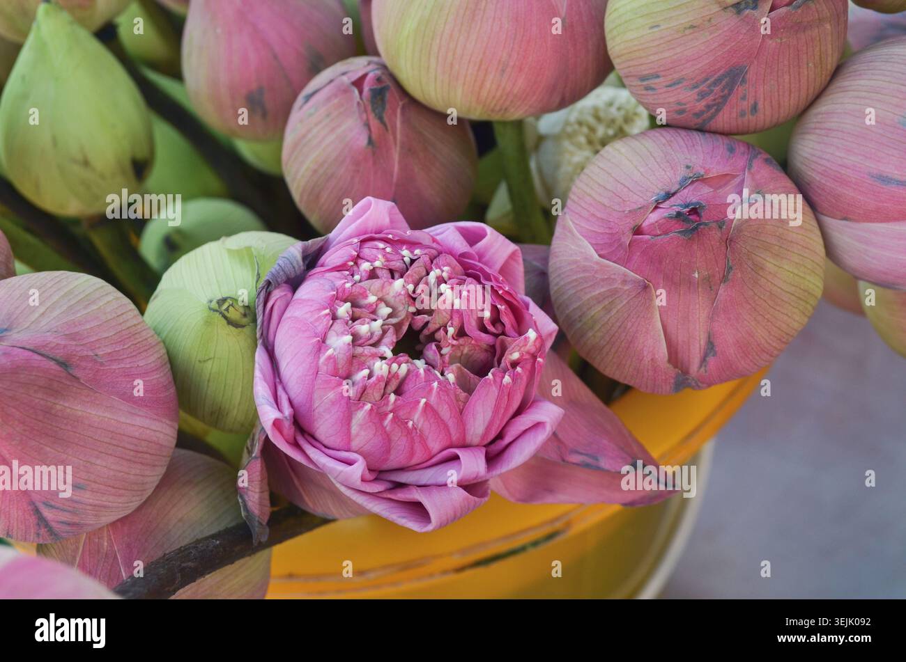 Fiore di loto rosa in fiore circondato da boccioli di loto intatti. Simbolo tradizionale del buddismo, della spiritualità e della cultura asiatica. Foto Stock