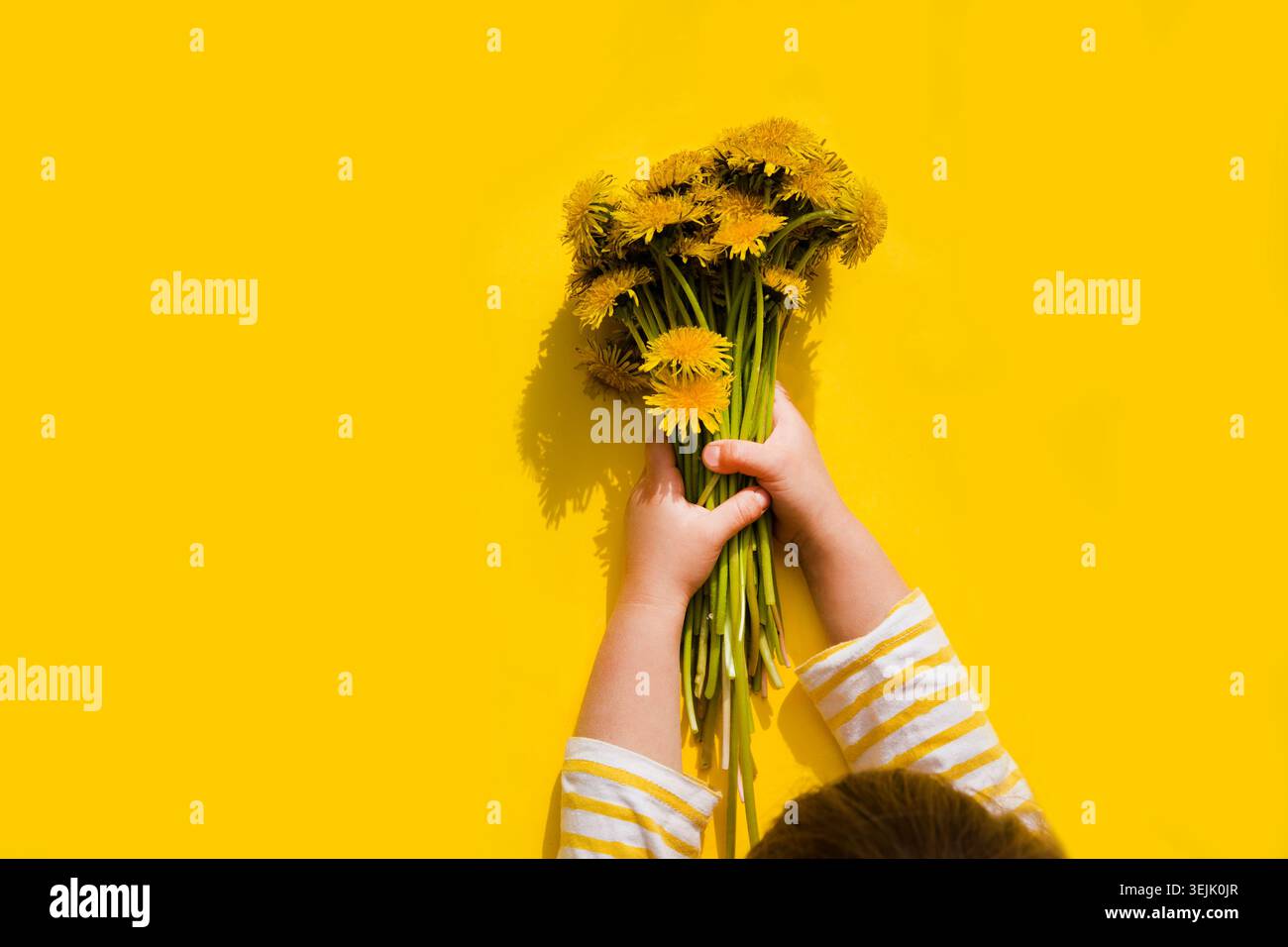 Le mani del bambino tengono in mano il bouquet di fiori di dente di leone su sfondo giallo. Concetto minimale. concetto estivo. Felice festa della mamma. bir Foto Stock
