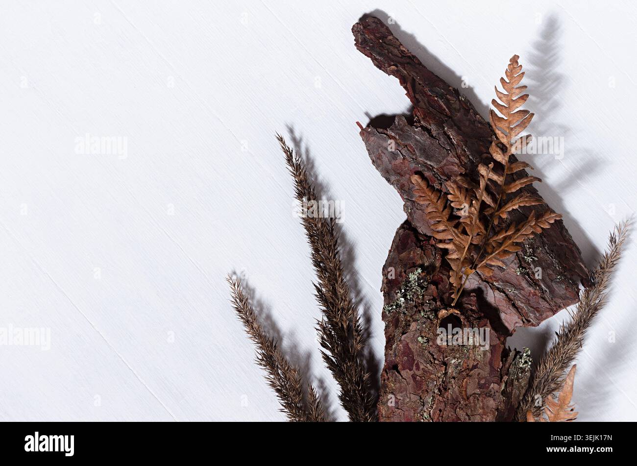 Corteccia marrone ruvida, felce a foglia asciutta, steli di erba secca, muschio su tavola di legno bianco con ombra come sfondo moderno e semplice, vista dall'alto. Foto Stock