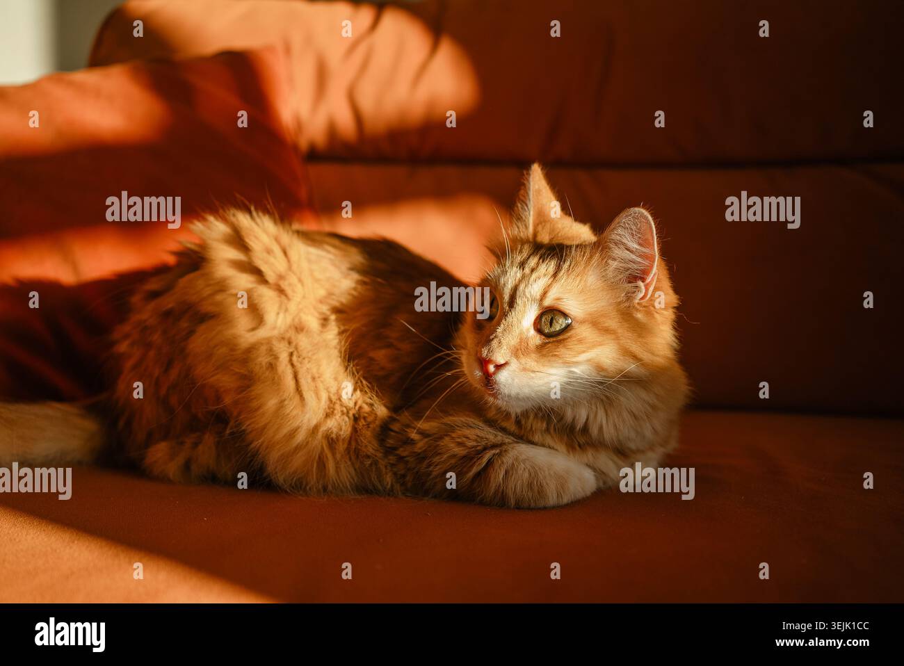 Gatto dello zenzero adagiato su un divano arancione, illuminato da un caldo raggio di luce dell'ora d'oro, che crea un ambiente domestico accogliente e confortevole con ombre morbide Foto Stock