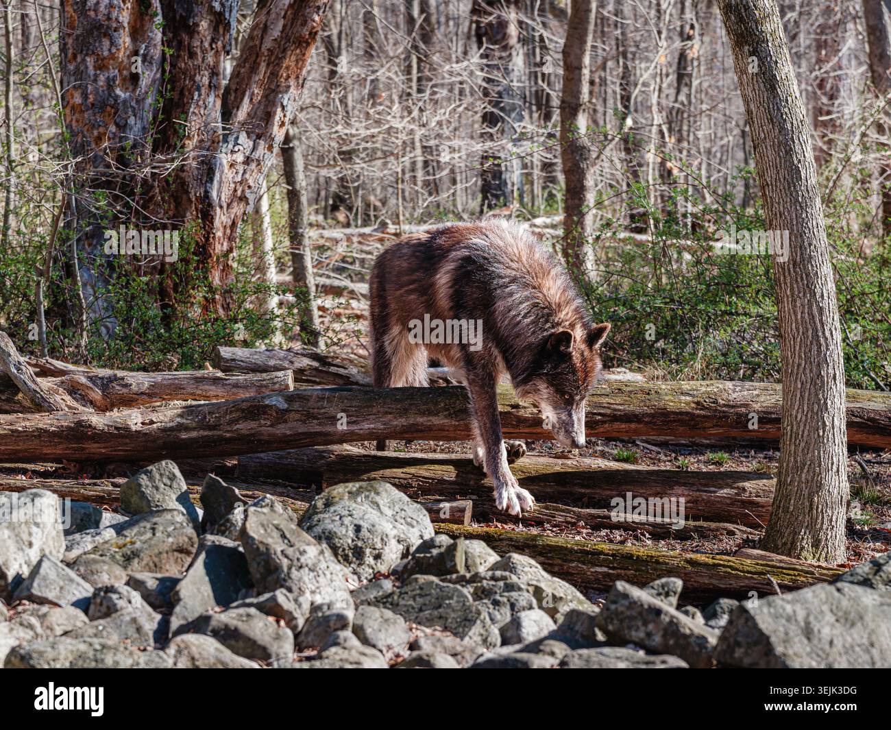 Lupo con rivestimento scuro che si muove attraverso boschi su tronchi e rocce, catturato in un momento naturale. Foto Stock