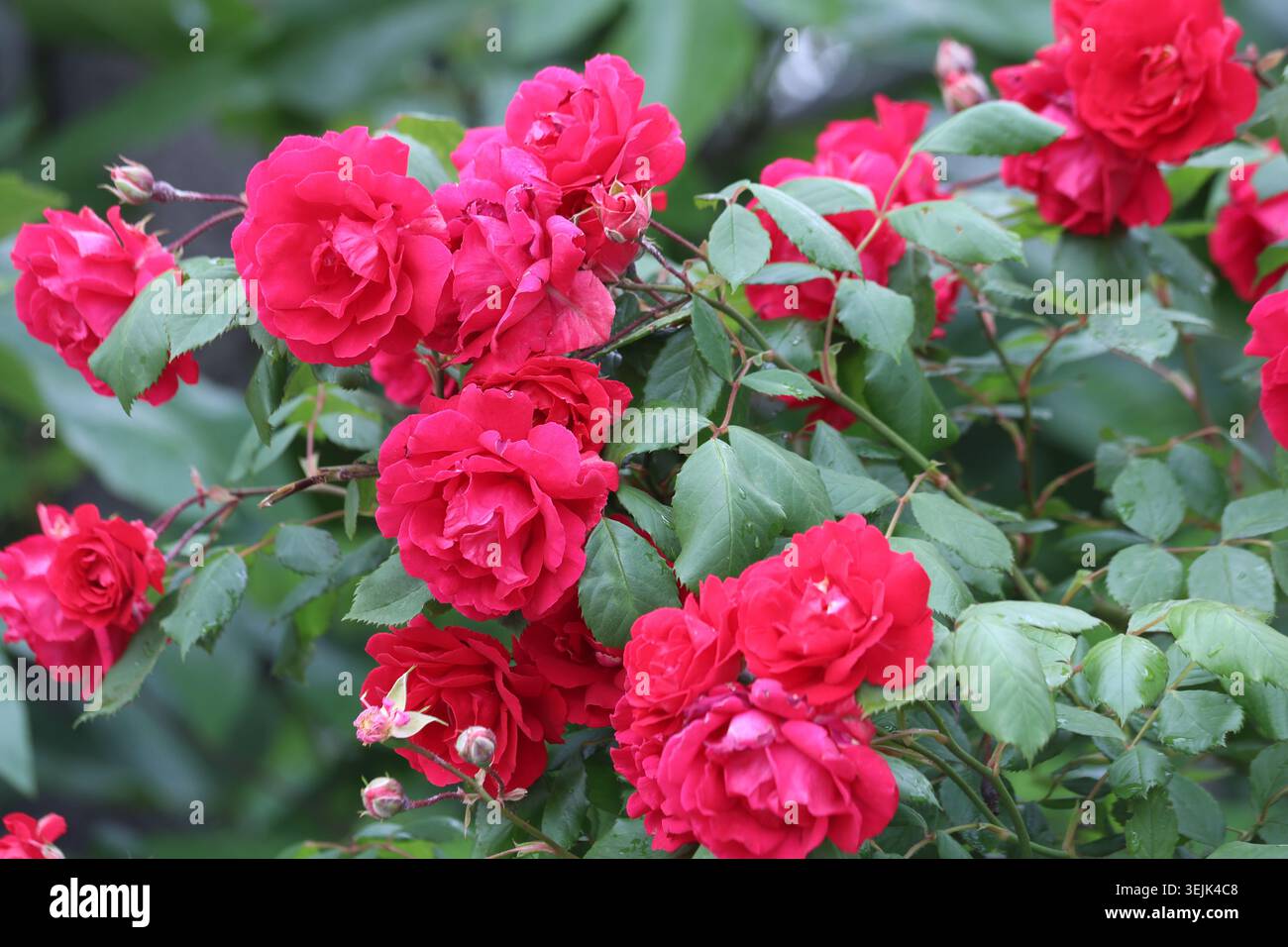 Abbondanti rose di arbusti rosse che sbocciano su un lussureggiante Bush verde Foto Stock