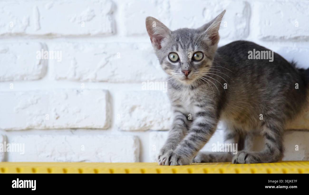 Tappetino da gioco per graffiare il gattino grigio Foto Stock