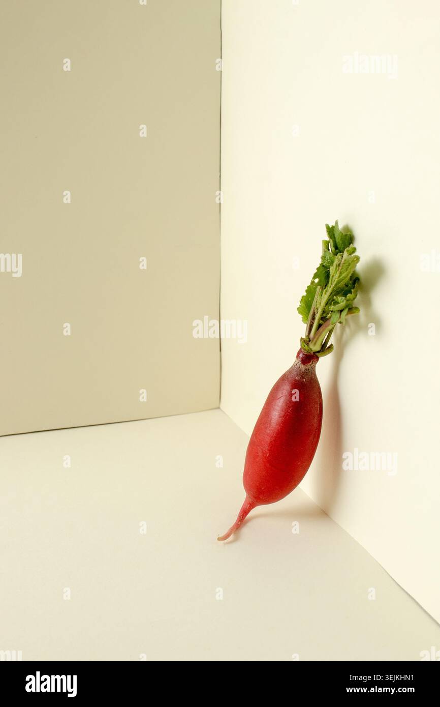 Natura morta creativa e minimalista con un radish fresco collocato in un angolo beige con ombre naturali e spazi negativi. Foto Stock